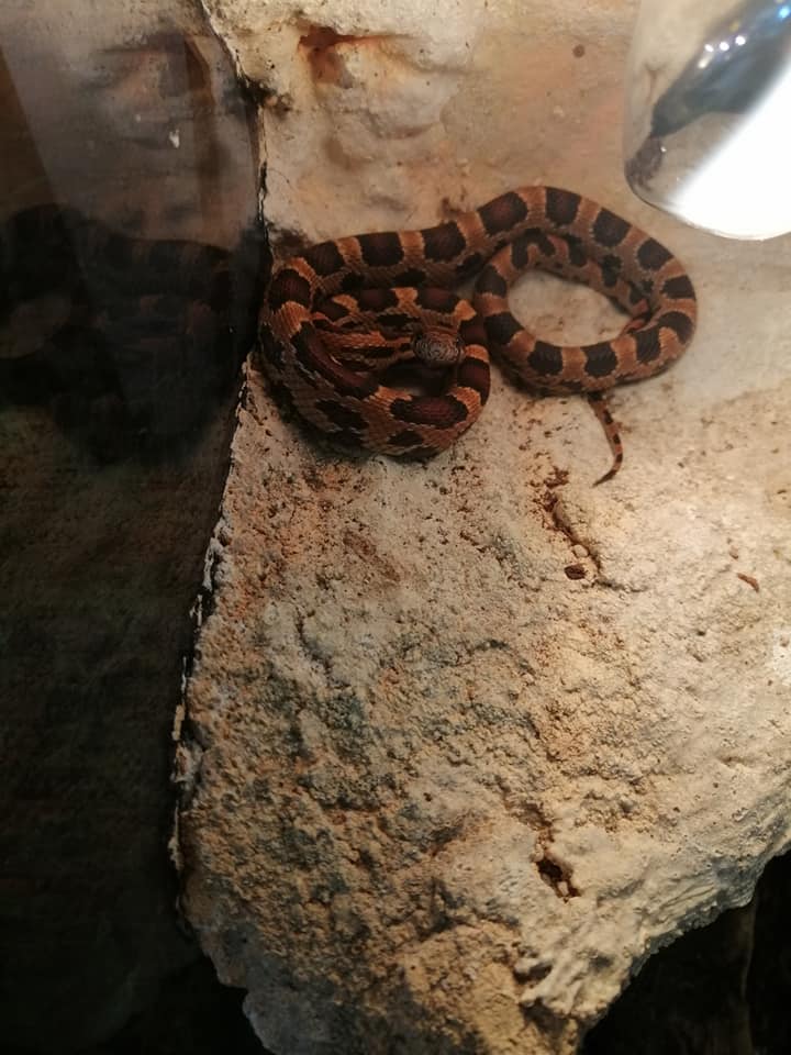 AMERIŠKI GOŽ – Pantherophis guttatus