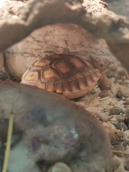 AFRIŠKA OSTROGASTA ŽELVA – (Geochelone sulcata)