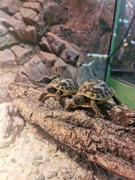 GRŠKA ŽELVA- Testudo Graeca / Testudo hermanni