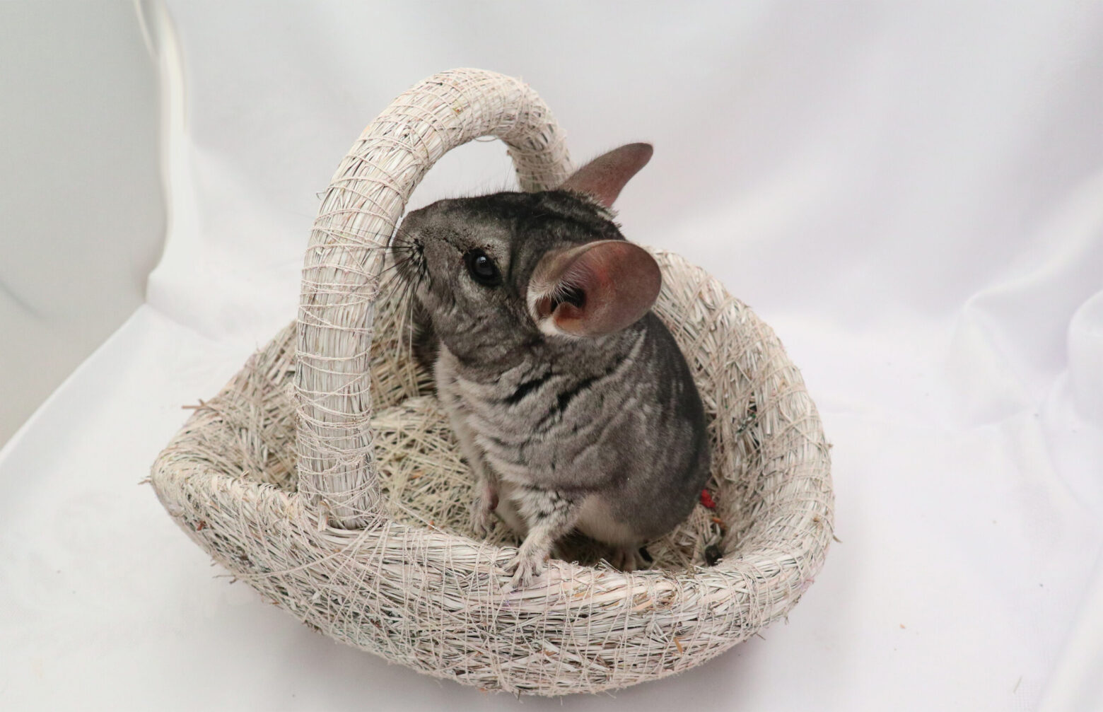 ČINČILA – Chinchilla