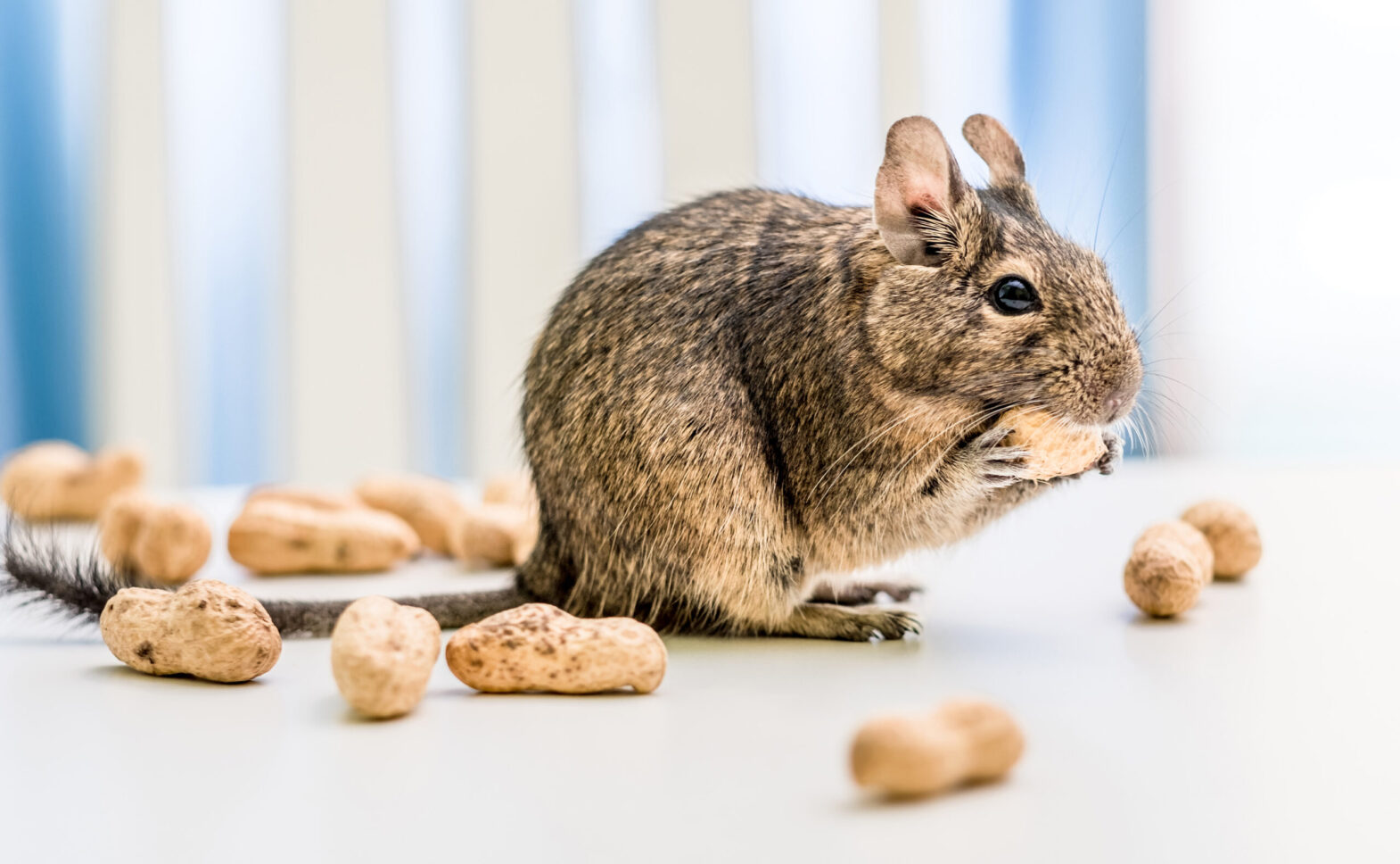 DEGU