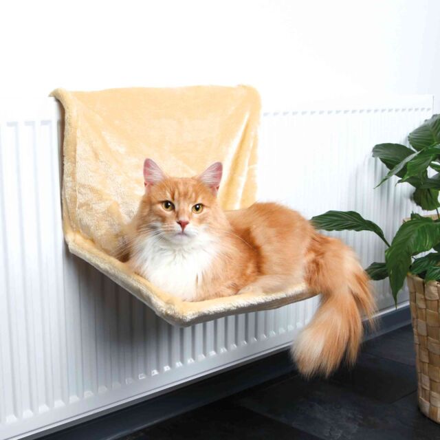 originals pho pro cat pho pro cat 43201 1 #sall #awk #v1